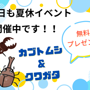 本日もカブトムシ＆クワガタプレゼント！